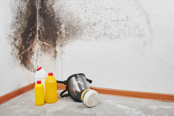 Best Office Mold Removal Services  in Bret Harte, CA