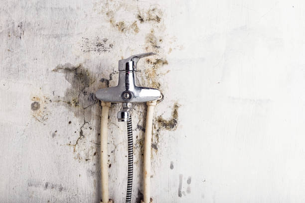 Best Professional Mold Removal  in Bret Harte, CA