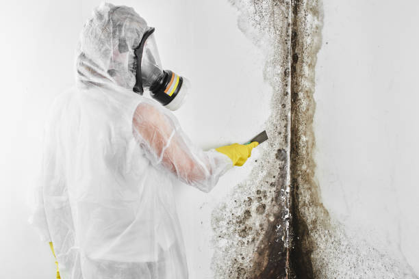 Best Crawl Space Mold Removal  in Bret Harte, CA