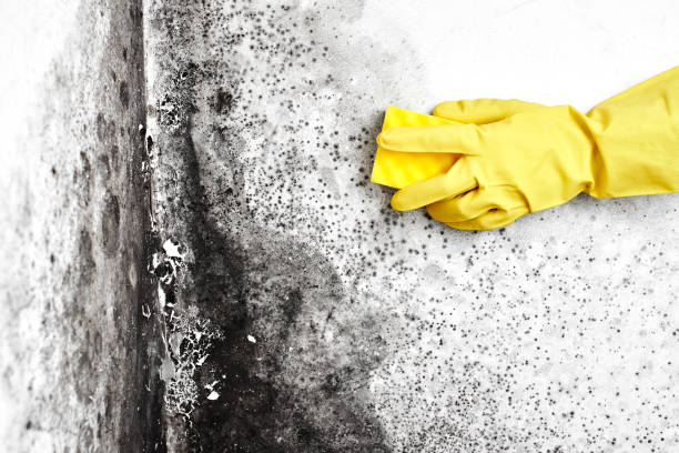 Best Commercial Mold Removal  in Bret Harte, CA