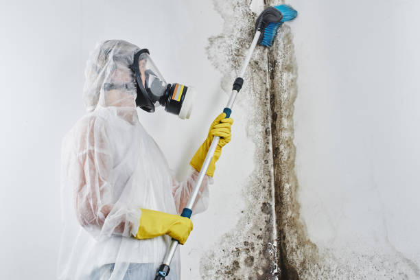 Best Local Mold Removal Service  in Bret Harte, CA