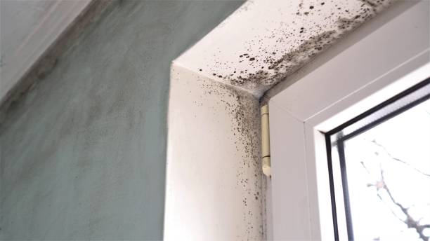 Trusted Bret Harte, CA Mold Removal Experts