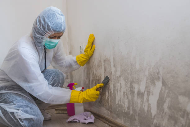 Best Residential Mold Removal  in Bret Harte, CA