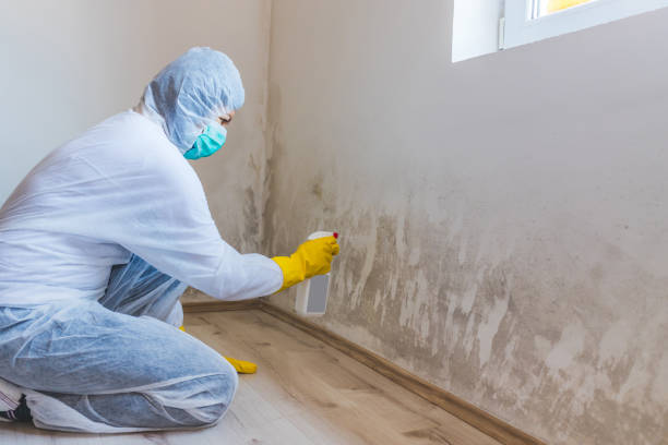 Best Certified Mold Removal  in Bret Harte, CA