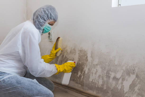 Best Best Mold Removal Companies  in Bret Harte, CA