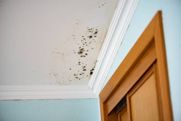 Best Fast Mold Removal  in Bret Harte, CA