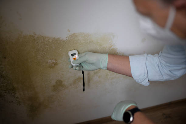 Best Mold Cleaning Services  in Bret Harte, CA