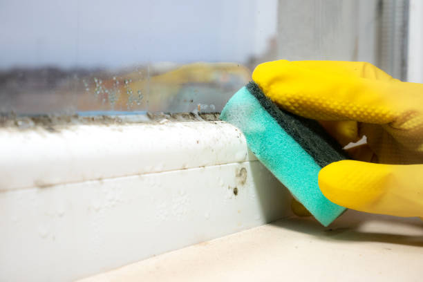 Best Mold Damage Repair  in Bret Harte, CA