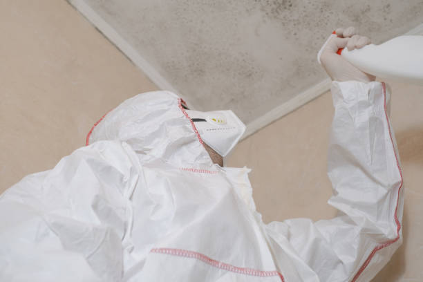 Best Black Mold Removal  in Bret Harte, CA