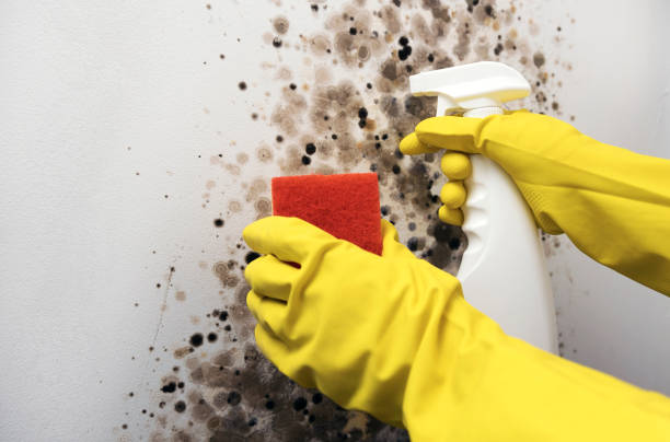 Best Mold Removal Near Me  in Bret Harte, CA