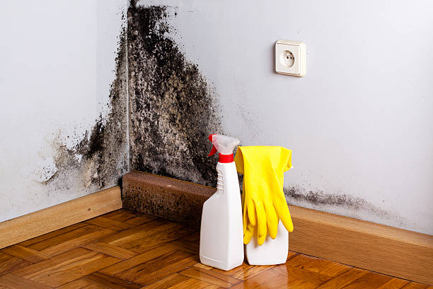 Best Mold Remediation Experts  in Bret Harte, CA