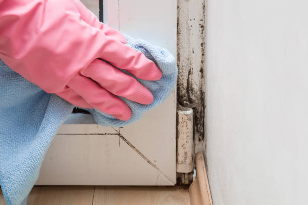 Best Commercial Mold Removal  in Bret Harte, CA
