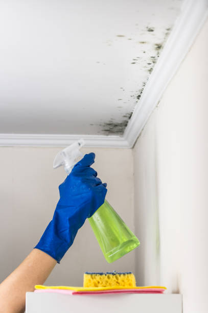 Home Mold Removal in Bret Harte, CA