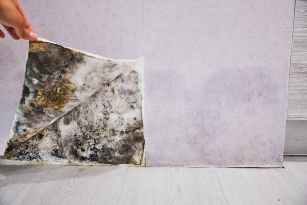 Best Attic Mold Removal  in Bret Harte, CA